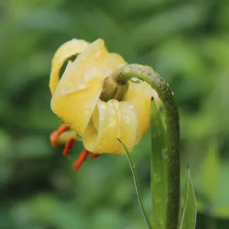 Rdc Maison De Village * Savignac-les-Ormeaux