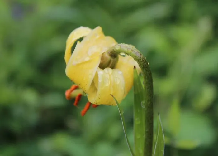 Rdc Maison De Village * Savignac-les-Ormeaux